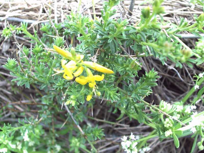 Genista corsica...